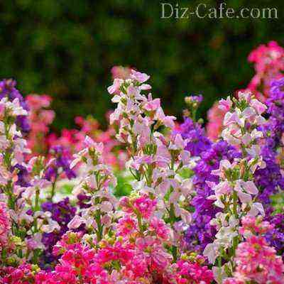 Aromen des Abendgartens: eine Auswahl der besten Sorten duftender Blumen