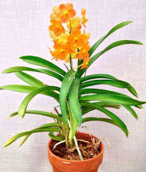 Ascocendus-Orchidee kümmert sich darum, wie man zu Hause wächst