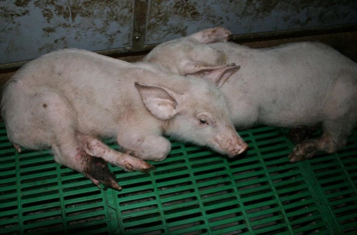 Aujeszky-Krankheit bei Schweinen