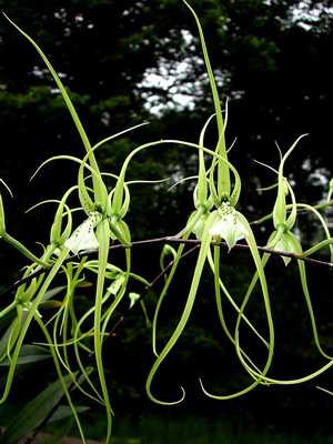 Brassia-Orchidee: Sorten, Pflanzung und Pflege