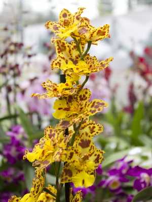 Cattleyas Orchidee: Arten und Pflege zu Hause