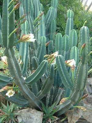 Cereus-Kaktus: Beschreibung und Pflege