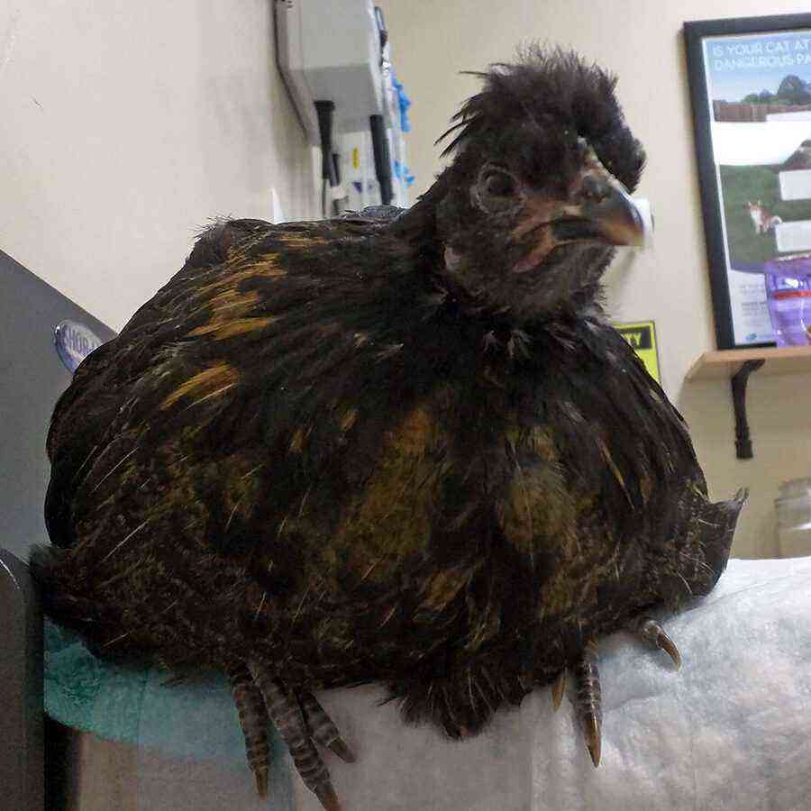 Hühner: Sinusitis bei Hühnern