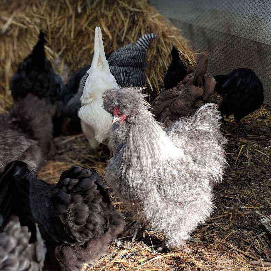 Hühner: Impfung von Hühnern