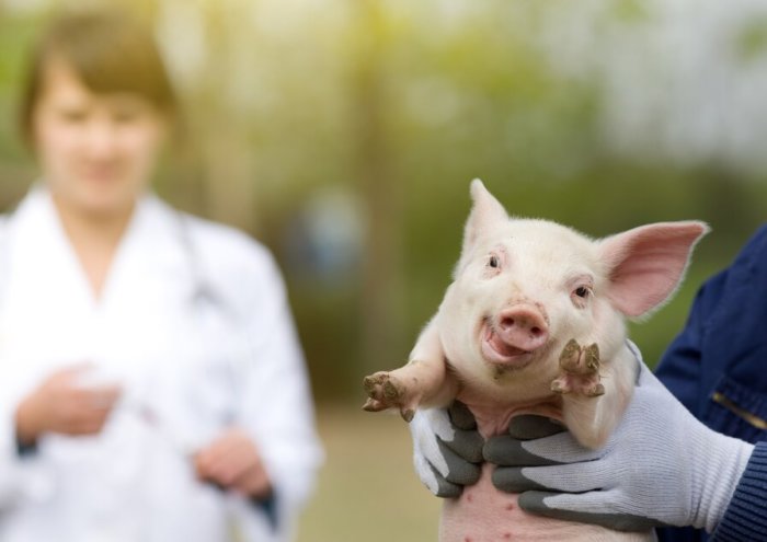 Circovirus bei Schweinen