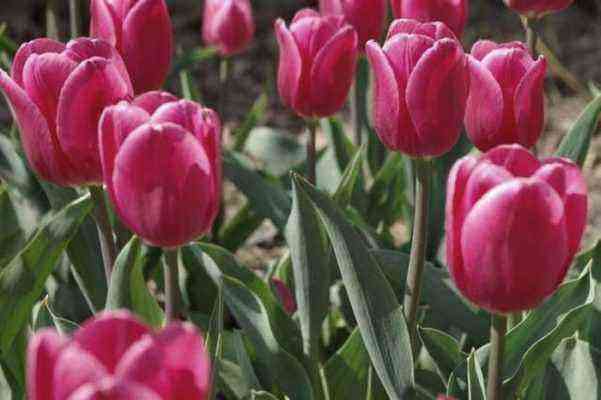 Die schönsten Tulpensorten: die ersten Frühlingsschönheiten (Foto)