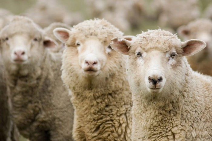 Durchschnittsgewicht der Schafe