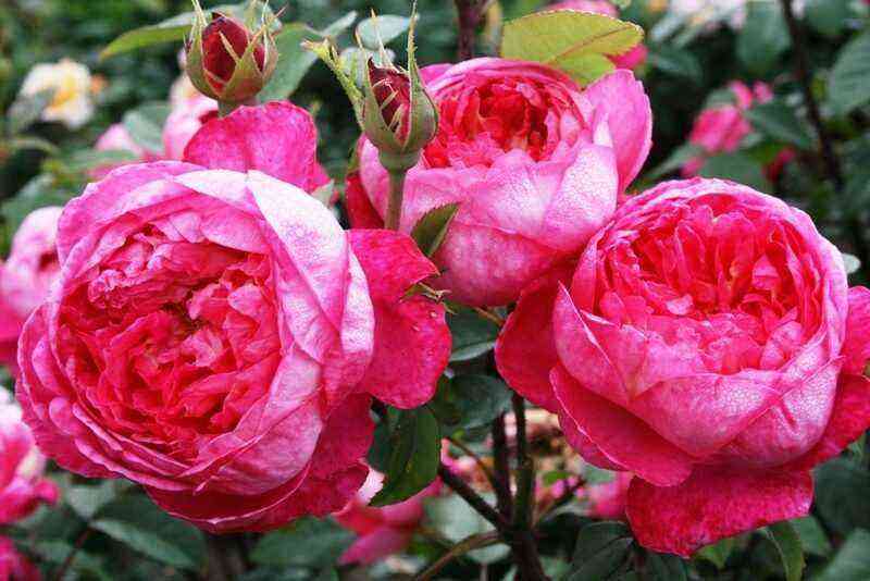 Englische Rosensorten mit starker Resistenz gegen Echten Mehltau und Schwarzfleckigkeit