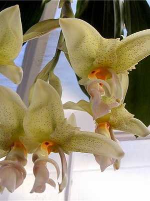 Epiphytische Orchidee Stangopea