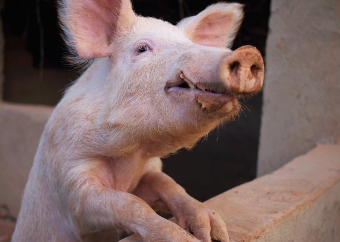 Erysipel-Krankheit bei Schweinen