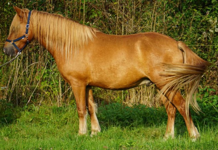 Estnische Pferderasse