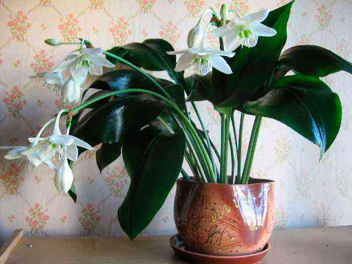 Eucharis (Amazonas-Lilie) kümmert sich darum, wie man zu Hause wächst