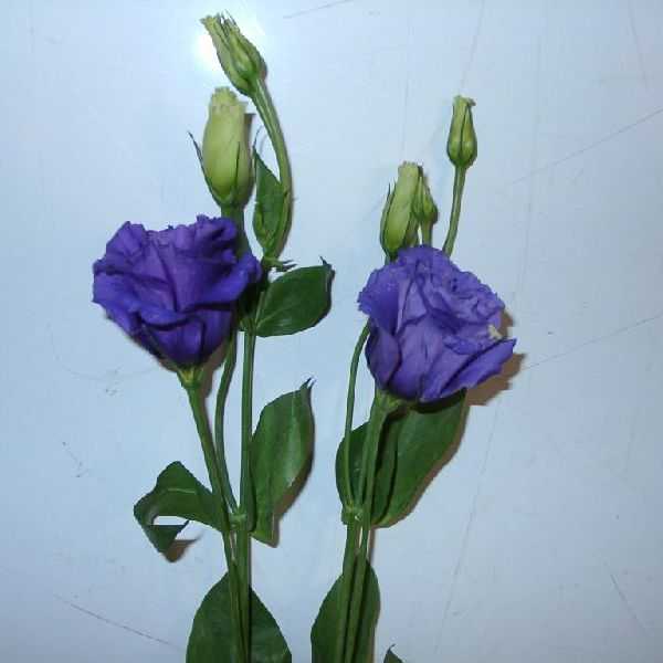 Eustroma-Blüten