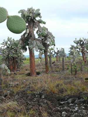 Galapagos-Feigenkaktuspflanze