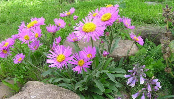 Gartengänseblümchen und ihnen ähnliche Blumen pflanzen und pflegen, kultivieren