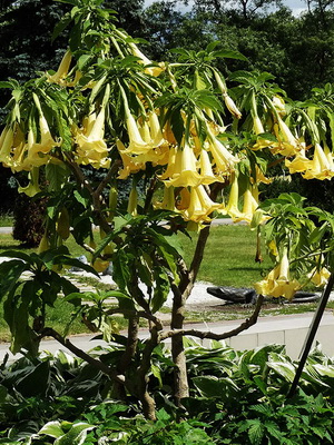 Goldene Brugmansia pflanzen und pflegen, kultivieren