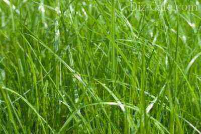 Gras für die Rasenbepflanzung: eine Auswahl der besten Sorten für unser Klima