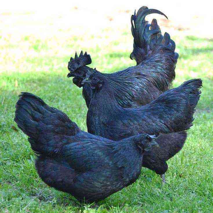 Hühner Ayam Tsemani