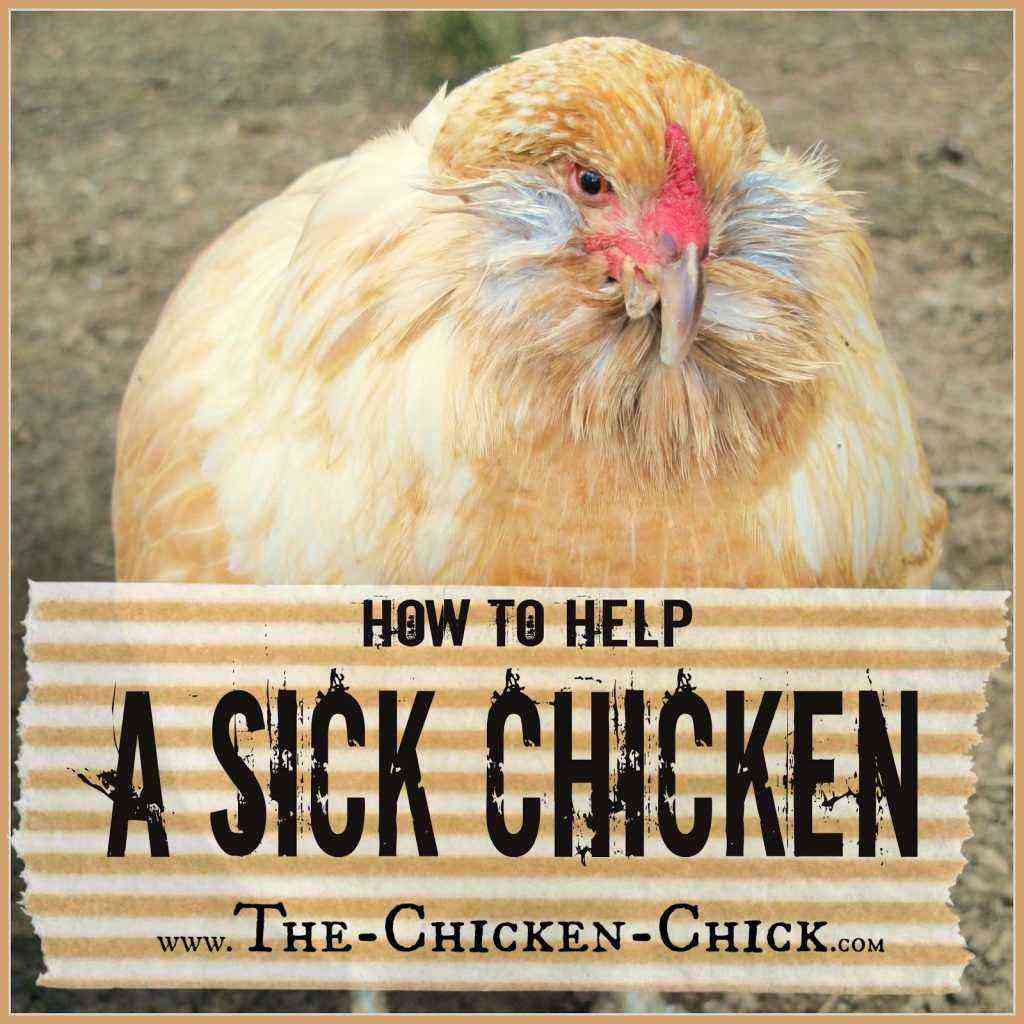 Hühner: Fieber bei Hühnern