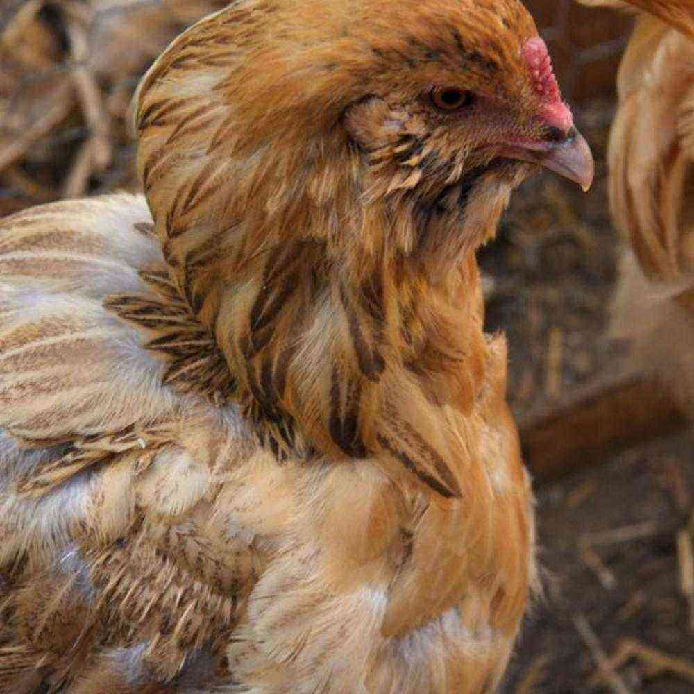 Hühner: Flaumfresser