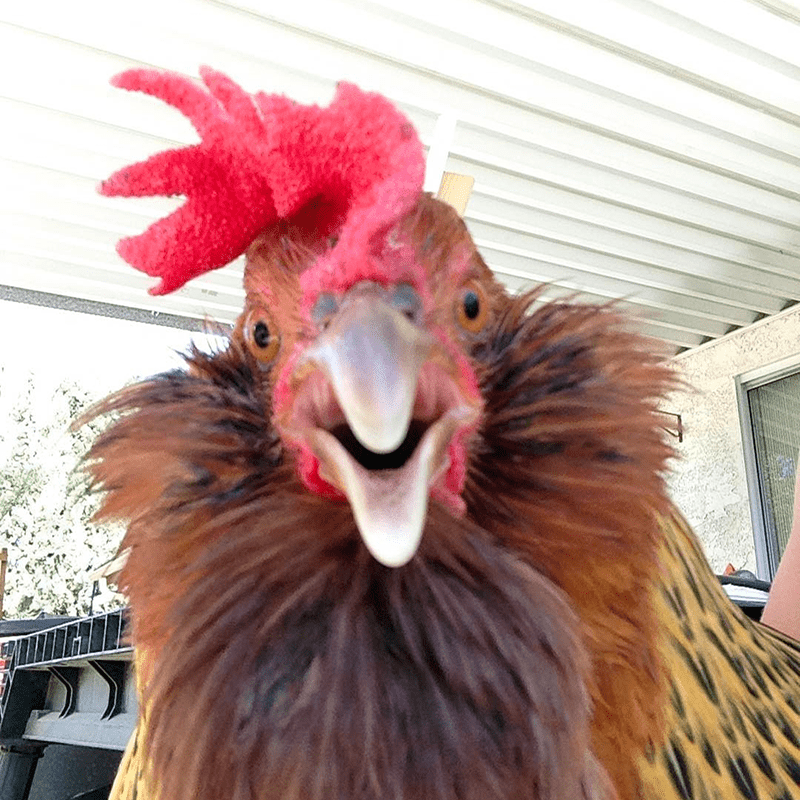 Hühner: Laryngotracheitis
