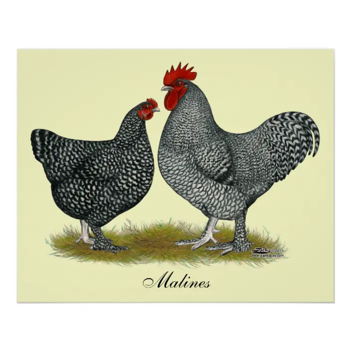Hühner Mechelen Malin