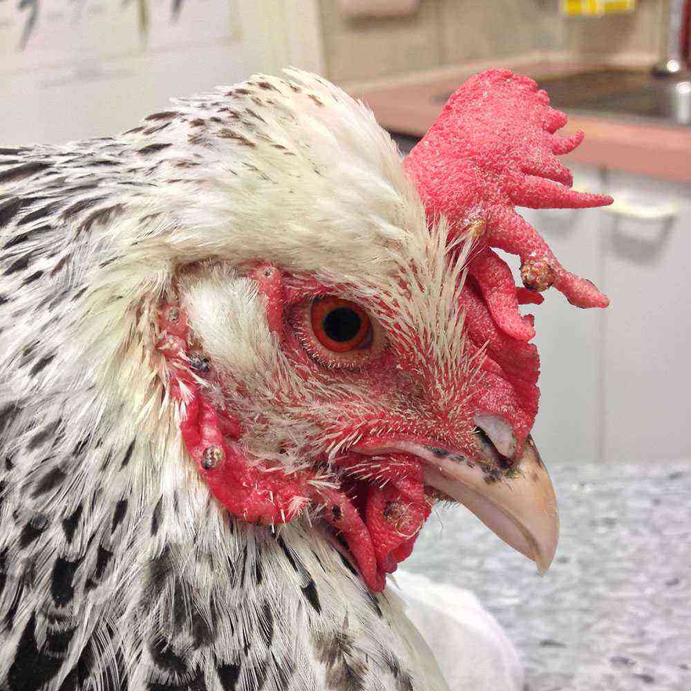 Hühner: Pocken bei Hühnern