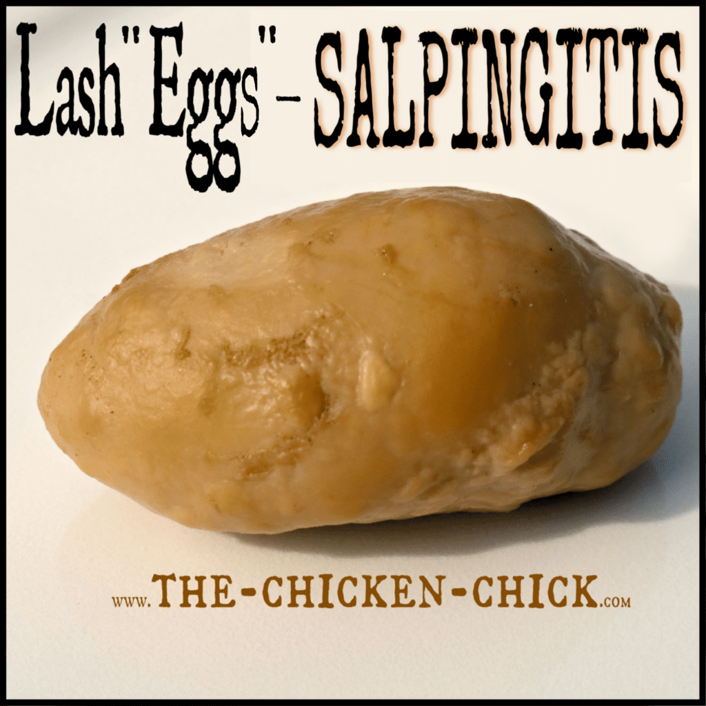 Hühner: Salpingitis bei Hühnern