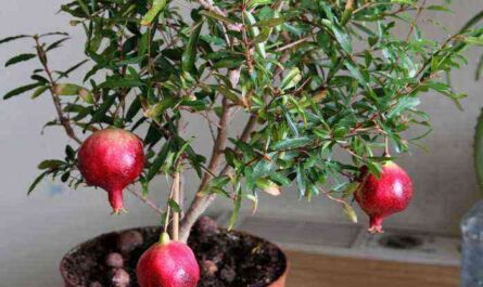 Indoor-Granatapfelpflege, wie man zu Hause wächst