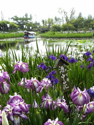 Irisblüten: ein Foto einer Pflanze mit einer Beschreibung der Arten und Sorten