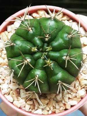 Kaktus Gymnocalycium: die schönste Art