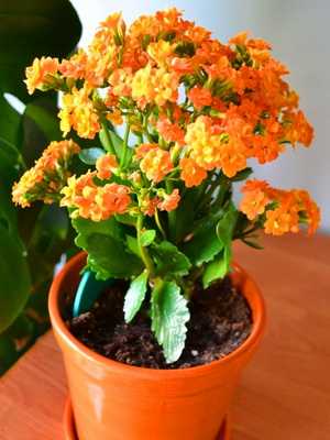 Kalanchoe (Bryophyllum) zu Hause