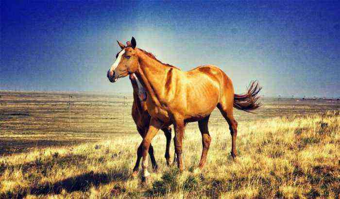 Kalmückische Pferderasse