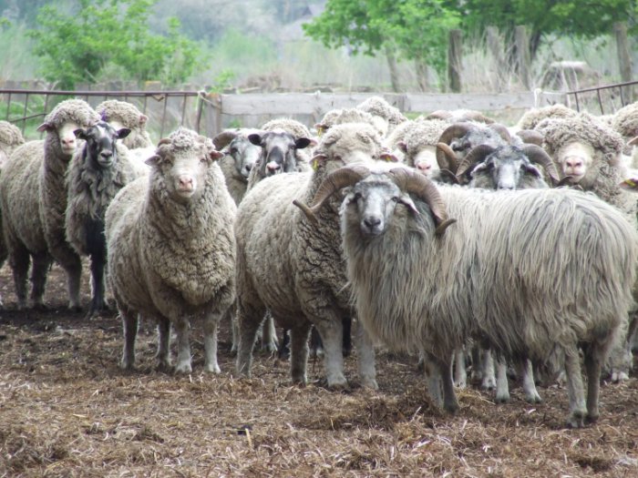 Kaukasische und nordkaukasische Schafe