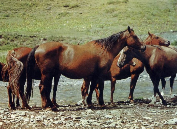 Kirgisische Pferderasse