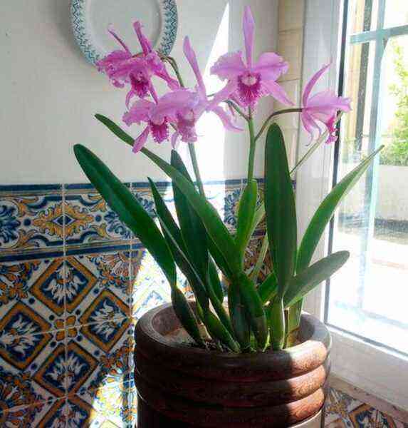 Lelia-Orchideenpflege, wie man zu Hause wächst