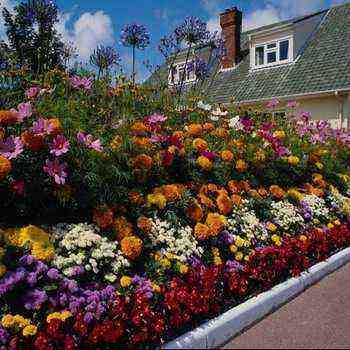 Mehrjährige dekorative Blumen für die Bepflanzung und Pflege von Ferienhäusern und Gärten sowie für den Anbau