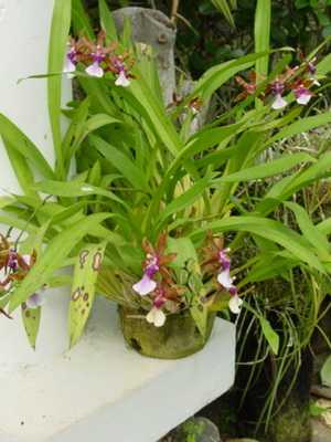 Miltonia-, Miltoniopsis-, Miltassia-Orchideen: Fotos und Pflege