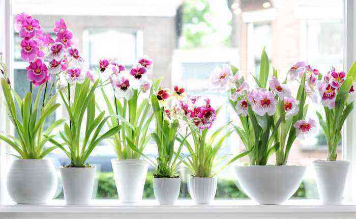 Miltonia-Orchideenpflege, wie man zu Hause wächst