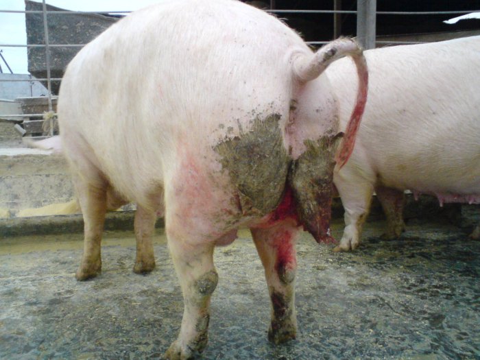 Nichtübertragbare Krankheiten bei Schweinen