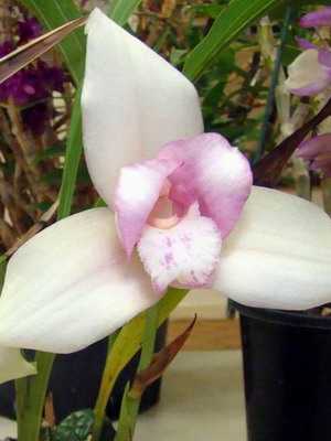 Orchidee: Arten und Namen