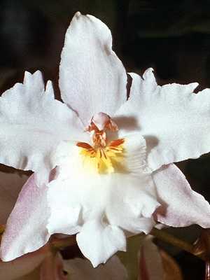 Orchidee Odontoglossum und ihr Foto