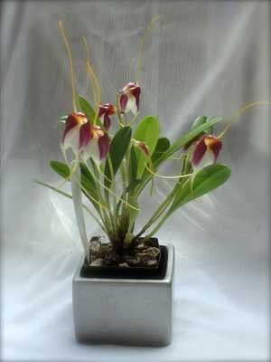 Orchideen Masdevallia, Dracula und ihre Pflege