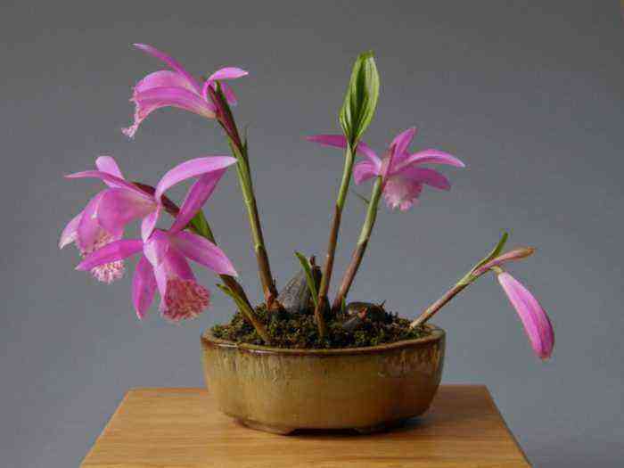 Orchideen spielen eine große Rolle beim Wachsen zu Hause
