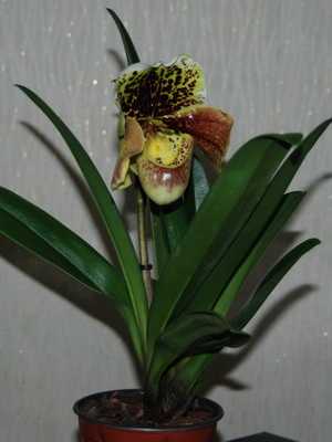 Orchideen-Venus-Pantoffel zu Hause