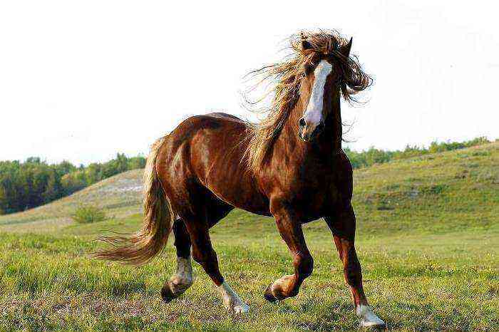 Orientalisches Pferd