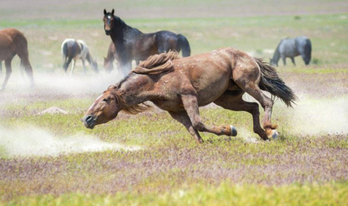 Paarungsmethoden für Pferde
