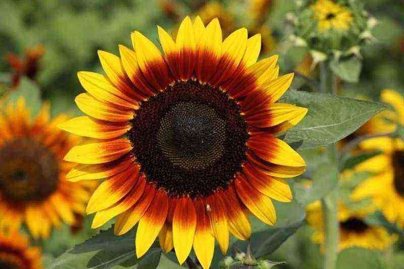Persönliche Sonne: 6 Sorten dekorativer Sonnenblumen, die in jedem Garten wachsen