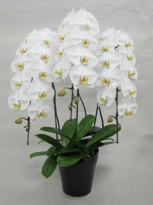 Phalaenopsis- und Doritis-Orchideen zu Hause