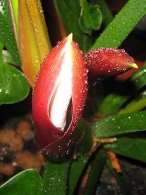 Philodendron: eine Beschreibung der Rebe und ihres Anbaus